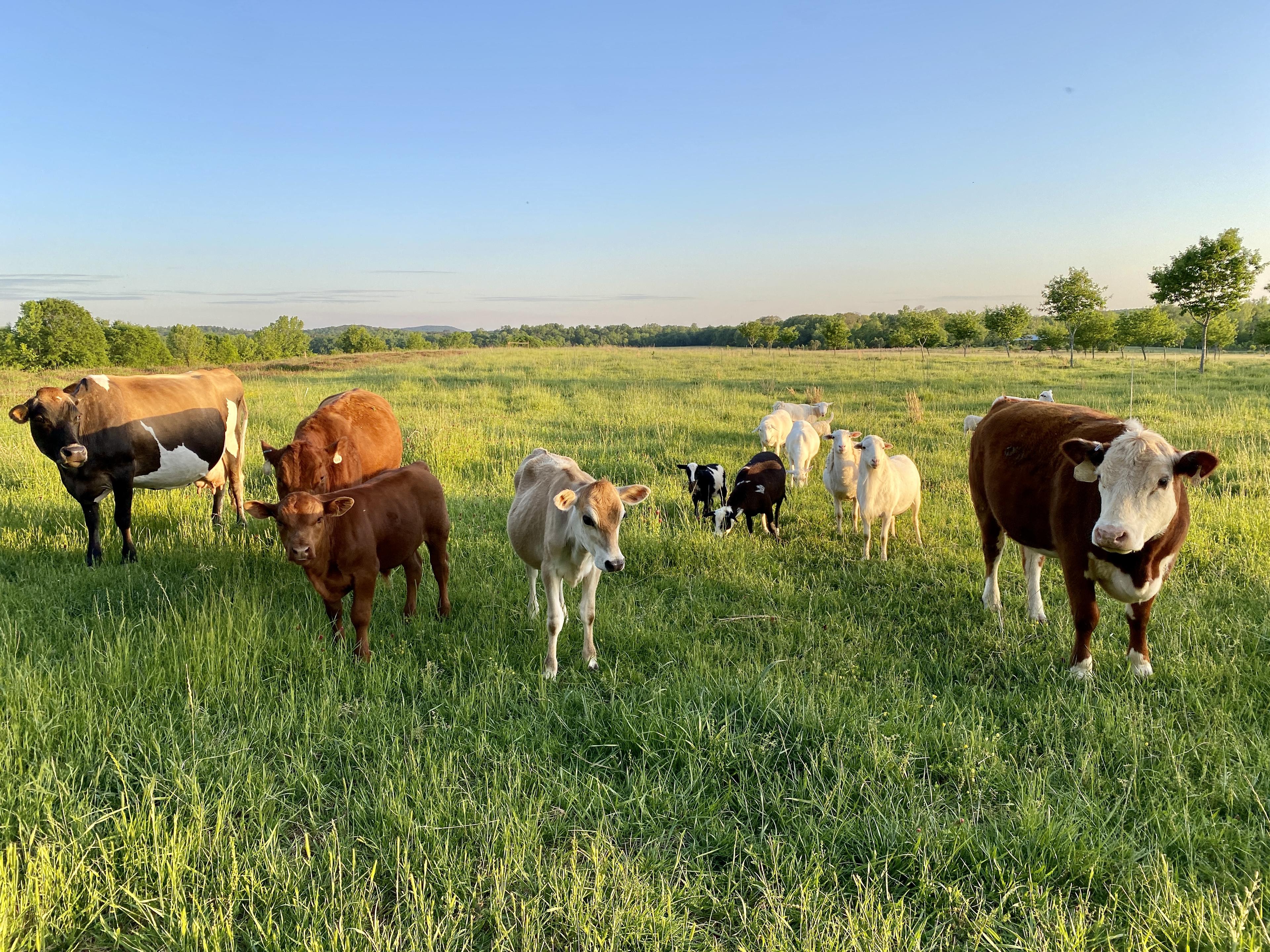 Farm animals on pasture