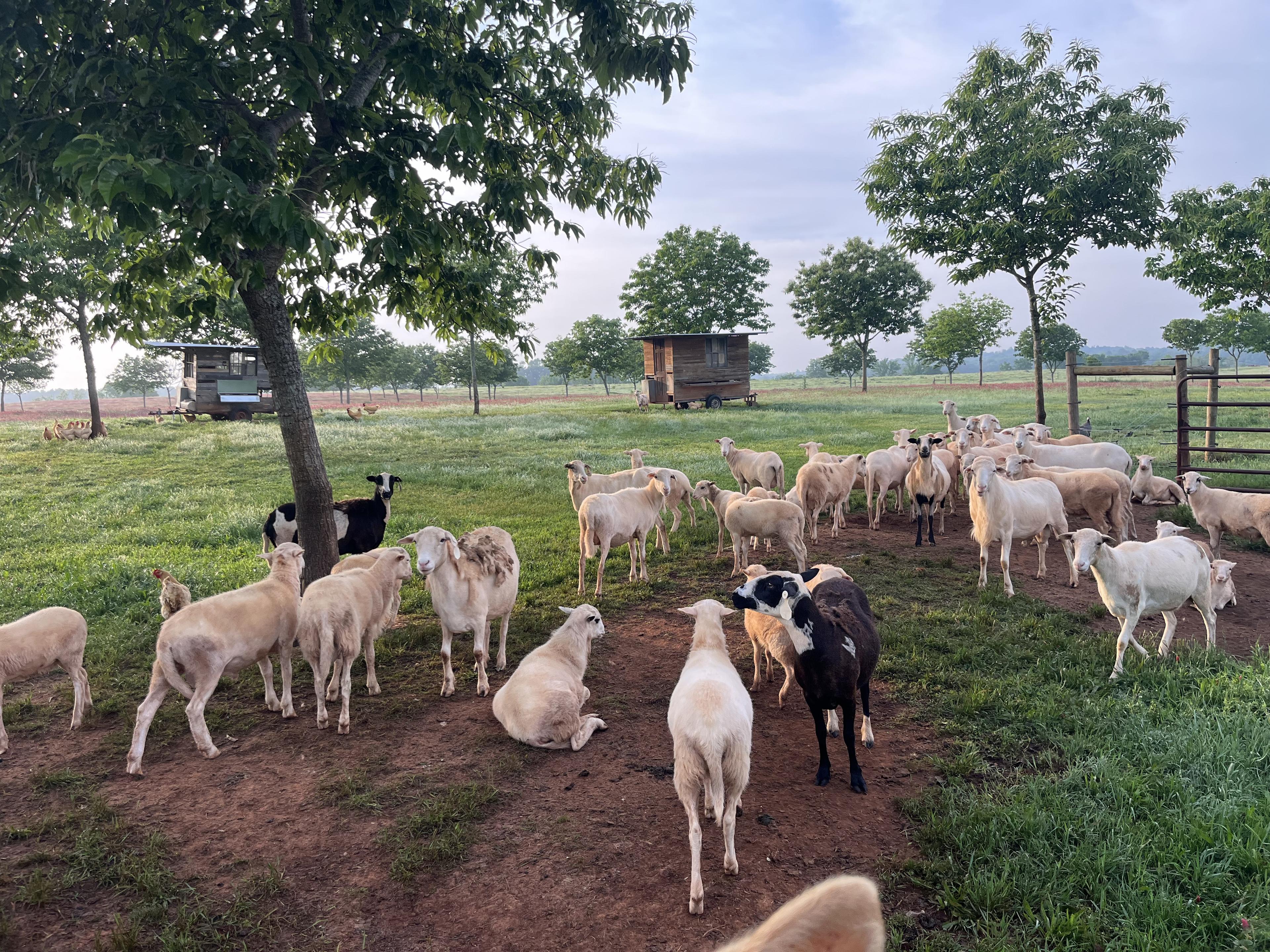St. Croix and Katahdin cross hair sheep flock on pasture